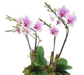 Arquitetura das Flores photo 7