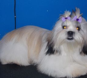 Pet's Place photo 8