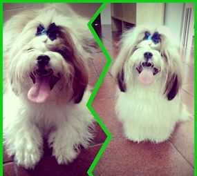 Smart Dog's Centro de Psicologia Canina  photo 5