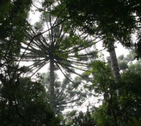 Bosque Capão da Imbuia/Museu de História Natural photo 2