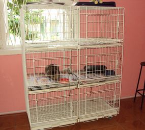 Veterinária Santo Antônio photo 8