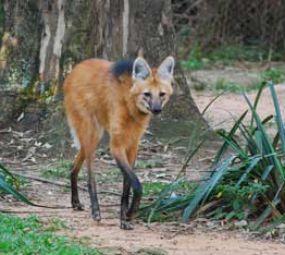 Parque Zoológico - Fundação Zoobotânica do RS photo 5