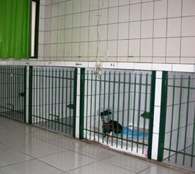A Terra dos Bichos Clínica Veterinária photo 7