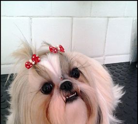Noah Pet Spa photo 3