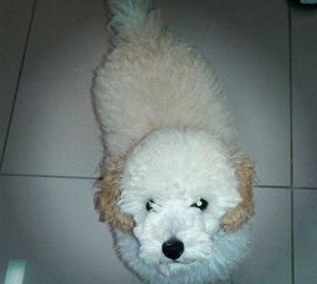 Smart Dog's Adestramento de Cães  photo 10