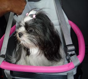 Canil Pompom Dog e Pet Shop photo 1