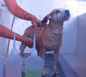 Noah Pet Spa photo 1