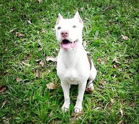 Smart Dog's Adestramento de Cães  photo 2