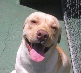 Pet's Place photo 8