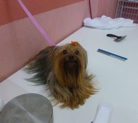 Quatro Patas Boutique photo 5