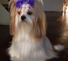 Animal Store Pet da Tia Rose photo 2