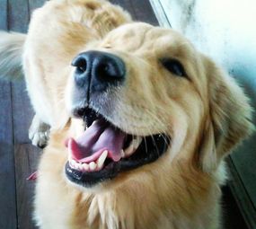 Smart Dog's  Adestramento de Cães  photo 7