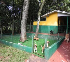 Dog Show Chapecó