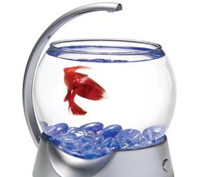Aquarium Flora & Fauna photo 8