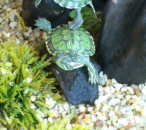 Aquarium Flora & Fauna photo 5