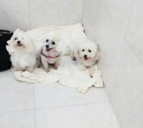 Donato Hotel para Cães