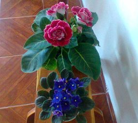 AB Jardinagem photo 8