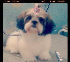 Animal Store Pet da Tia Rose photo 3