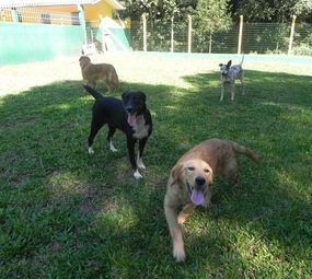 Dog Show Chapecó
