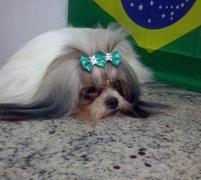 Pet Shop Boutique Canina photo 3