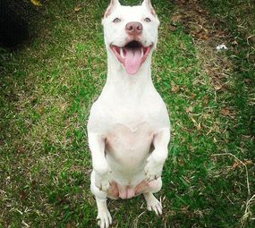 Smart Dog's Adestramento de Cães  photo 1