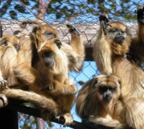 Gramadozoo photo 3